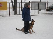 Дрессировка собак в Ярославле и области